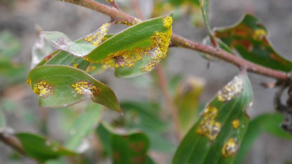Myrtle Rust