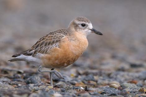 New Zealand Dotterels